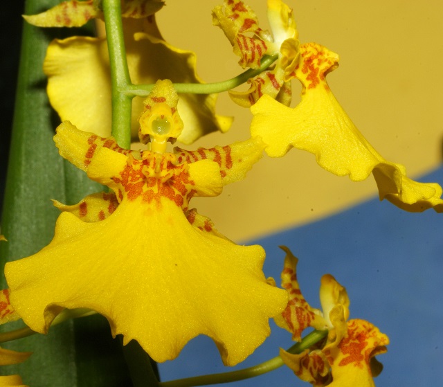 Orquídeas-Ambientalistas-em-rede-5