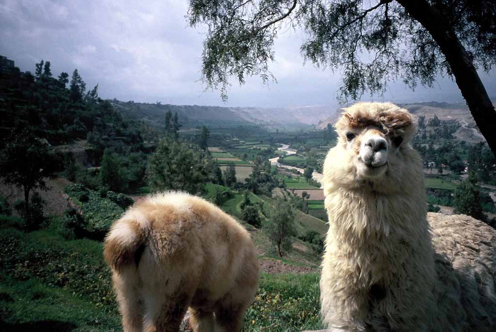 Peru_2006_02_14_Arequipa_Alpacas