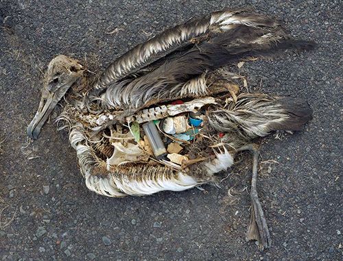 lixo e aves marinhas