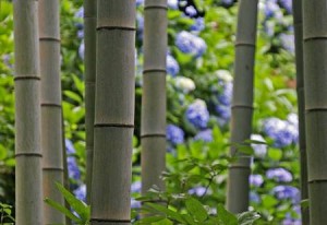 bambu frag