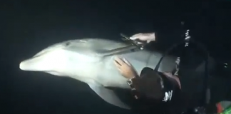Golfinho enroscado em linha de pesca pede ajuda a mergulhador