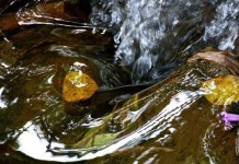 A pluralidade de Analu Prestes, por Josie Conti