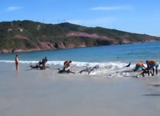 Resgate de 30 golfinhos no litoral brasileiro