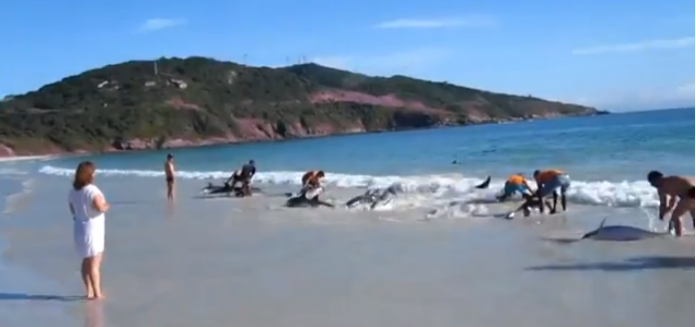 Resgate de 30 golfinhos no litoral brasileiro