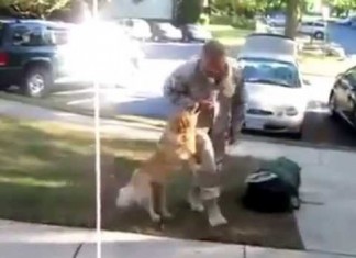 Cão reencontra seu dono que volta do Afeganistão após 2 anos de separação