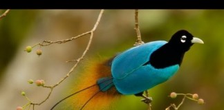 Aves do paraíso (Birds of paradise)