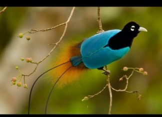 Aves do paraíso (Birds of paradise)