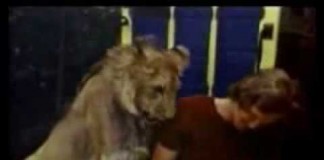 Amigos para sempre…a história de um leão e seus donos.
