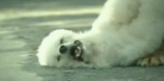 Propaganda bem feita – cachorro traído (humor)