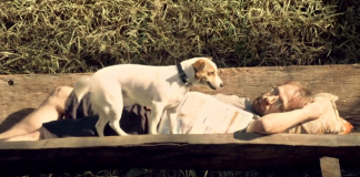 "A História de Sofia" Linda mensagem!