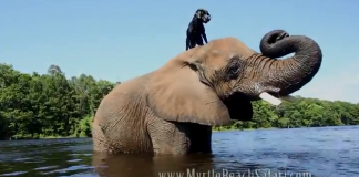 Bubbles e Bella: a grande amizade entre uma elefanta e uma cachorra
