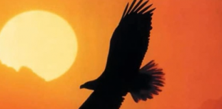 A águia e sua renovação- surpreendente A águia e sua renovação- surpreendente