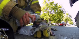 Bombeiro resgata gatinho em incêndio- emocionante trabalho em prol da vida.