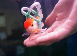 O homem que fez um colete para salvar a vida de seu peixe