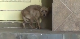 Evolução de um cão abandonado- sempre há esperança! (imperdível)