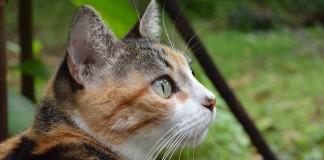 Lições de humanidade com minha gatinha Frederica Lições de humanidade com minha gatinha Frederica