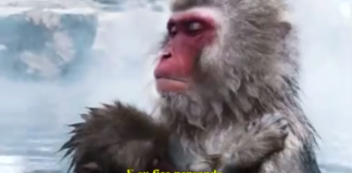 O vídeo mais bonito que já assisti, união perfeita de imagens e letra