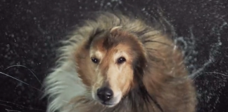 Cães saindo do banho…as imagens são muito mais interessantes do que você pode imaginar!