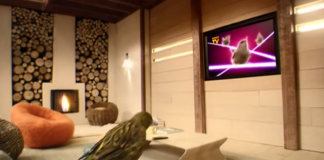 A vida dentro da casa de um passarinho (genial) A vida dentro da casa de um passarinho (genial)