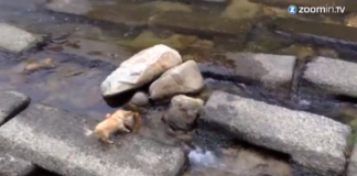Cão esperto usa correnteza de rio para brincar sozinho (vocês têm que ver essa!!!)