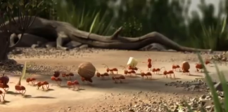 O poder do trabalho em equipe (humor)