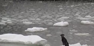 Marinheiros salvam cão preso numa placa de gelo