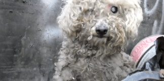 Resgate de cachorrinha cega que vivia numa pilha de lixo (linda recuperação)