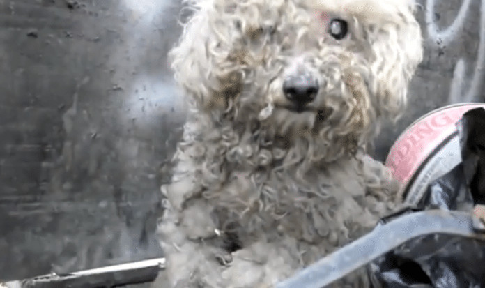 Resgate de cachorrinha cega que vivia numa pilha de lixo (linda recuperação)