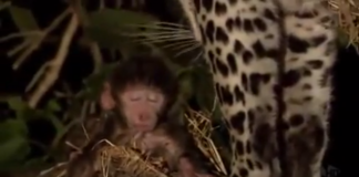 Leopardo mata fêmea de macaco babuíno, mas adota seu filhote