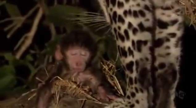 Leopardo mata fêmea de macaco babuíno, mas adota seu filhote