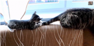 Ser mãe é padecer no paraíso…