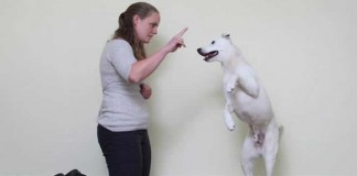 Conheçam Horus- abandonado por ser surdo, esse cão aprendeu a língua de sinais