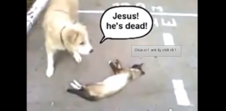 Gatinho esperto engana cão (HUMOR)