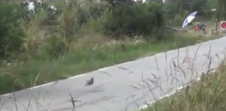 Lebre entra em prova de rali e sabe que pode ganhar a corrida (Humor- excelente!)