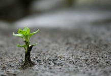 Um psicólogo só será bom no que faz, quando… Um psicólogo só será bom no que faz, quando…