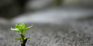 Um psicólogo só será bom no que faz, quando…