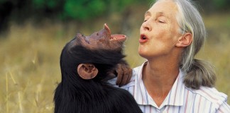 O abraço da liberdade: o trabalho de Jane Goodall