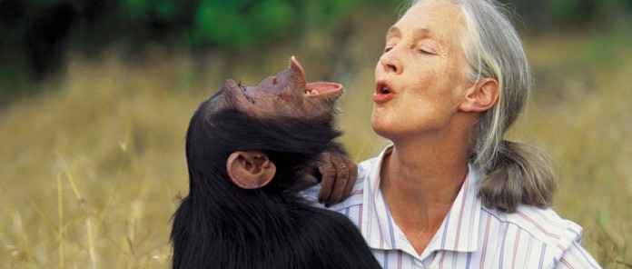 O abraço da liberdade: o trabalho de Jane Goodall