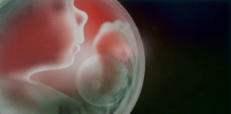 A plenitude uterina visualizada através de um clipe de Kate Bush