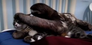 Conheça essa história de amor entre um  bicho preguiça e uma gatinha…