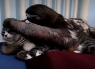 Conheça essa história de amor entre um  bicho preguiça e uma gatinha…