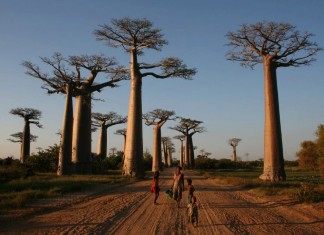 A magia do baobá na obra de Saint Exupéry e Mia Couto