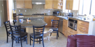 O crime perfeito: vejam o que essa cadelinha faz!