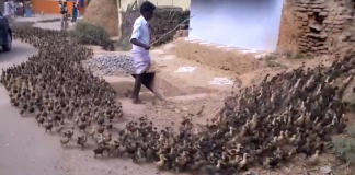 O encantador de patos (muito bonito e curioso) O encantador de patos (muito bonito e curioso)