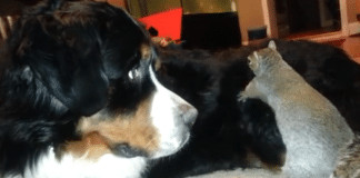 Esquilo tenta esconder noz em pelo de cachorro ( o manejo das patinhas é impagável)