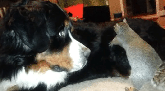 Esquilo tenta esconder noz em pelo de cachorro ( o manejo das patinhas é impagável)