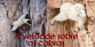 Cabras montanhesas: a verdade (humor) Cabras montanhesas: a verdade (humor)