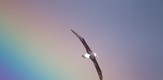 “Over the rainbow” em 4 diferentes versões!!! Qual você prefere? “Over the rainbow” em 4 diferentes versões!!! Qual você prefere?