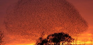 Estorninhos: a dança dos pássaros! (imperdível) Estorninhos: a dança dos pássaros! (imperdível)