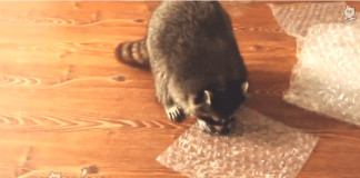 Veja o guaxinim que adora estourar plásticos bolha (hilário)